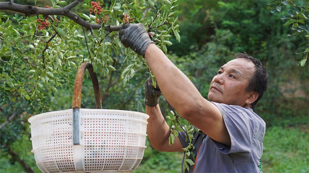 宜川县椒农付智慧正在采摘花椒_proc.jpg