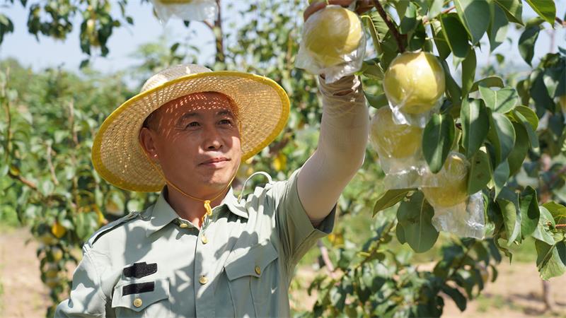 果农正在采摘玉露香梨_proc.jpg