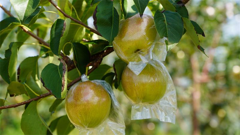 宜川县壶口镇玉露香梨挂满枝头 (3)_proc.jpg