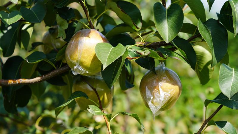 宜川县壶口镇玉露香梨挂满枝头 (4)_proc.jpg