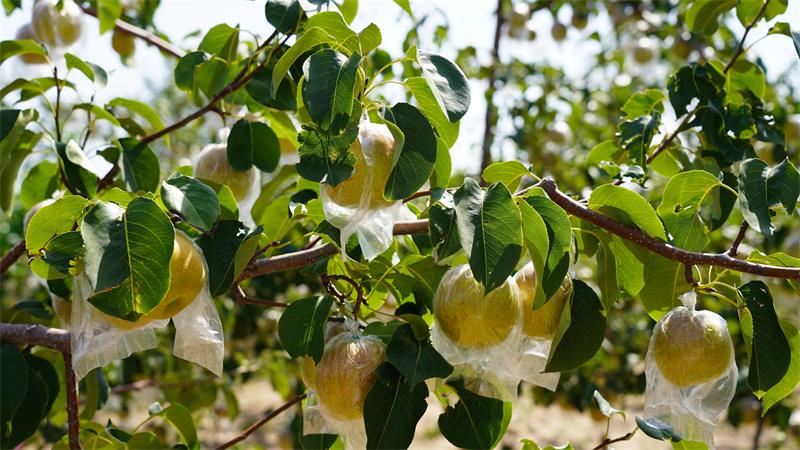 宜川县壶口镇玉露香梨挂满枝头 (5)_proc.jpg