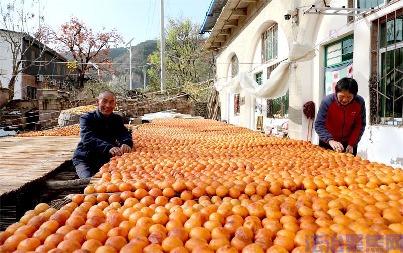 丰收，是王建祥家院子里满目金红的柿子。_proc.jpg