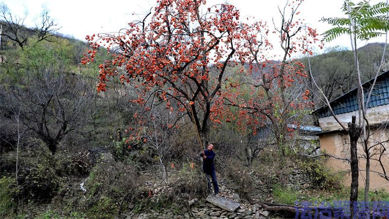 在硕果累累的柿树下，王建祥正专注地采摘着。_proc.jpg