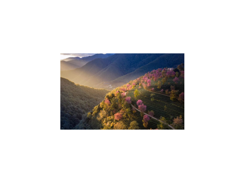 无量山樱花谷门票多少 云南无量山的樱花什么时候开