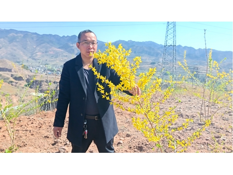 走商洛商鞅邑城，赏连翘花开美景！  ——探访丹凤县连翘药业基地
