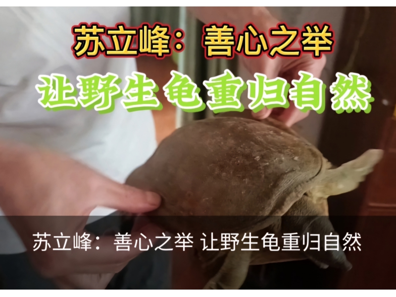 苏立峰：善心之举 让野生龟重归自然