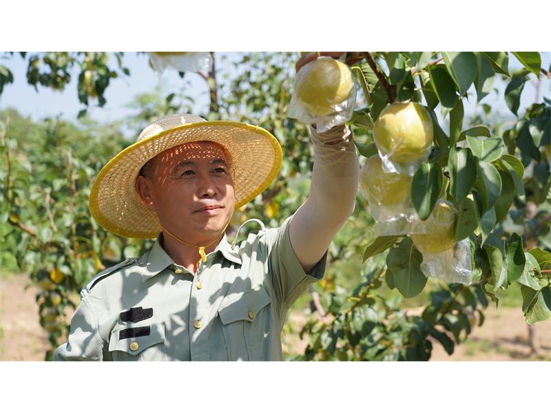 陕西延安市宜川县壶口镇“双梨”接力上市 产销两旺