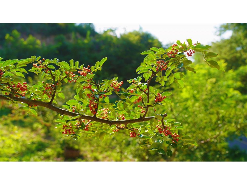陕西延安市宜川县集义镇：花椒丰收季 椒香漫山野