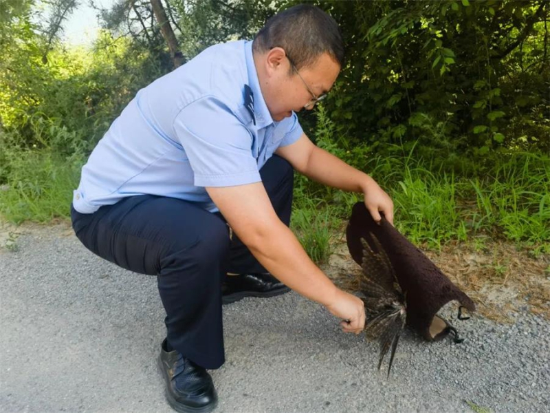 陕西延安甘泉县公安局道镇派出所成功救助野生蚊母鸟，共护生态家