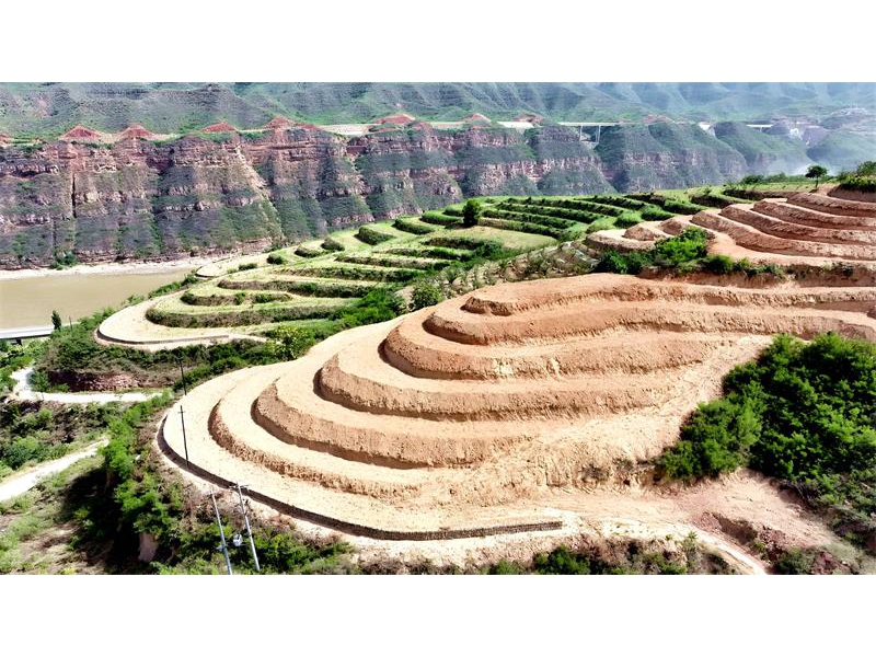 陕西延安市宜川县集义镇：花椒种植户的“绿色银行”