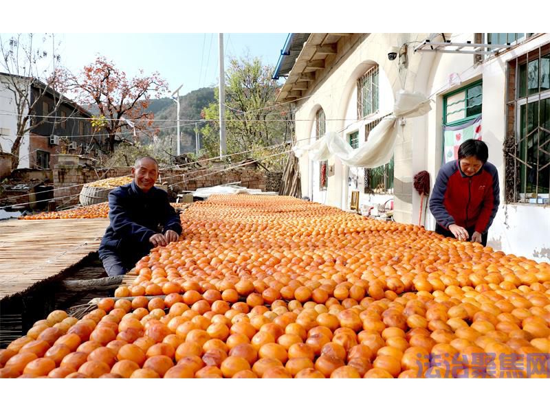 霜降柿红日子甜|陕西宜川县桌里村村民王建祥的双重“丰收”记