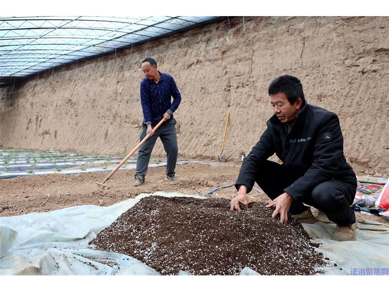【新春走基层】陕西宜川县王湾村：人勤春早育苗忙