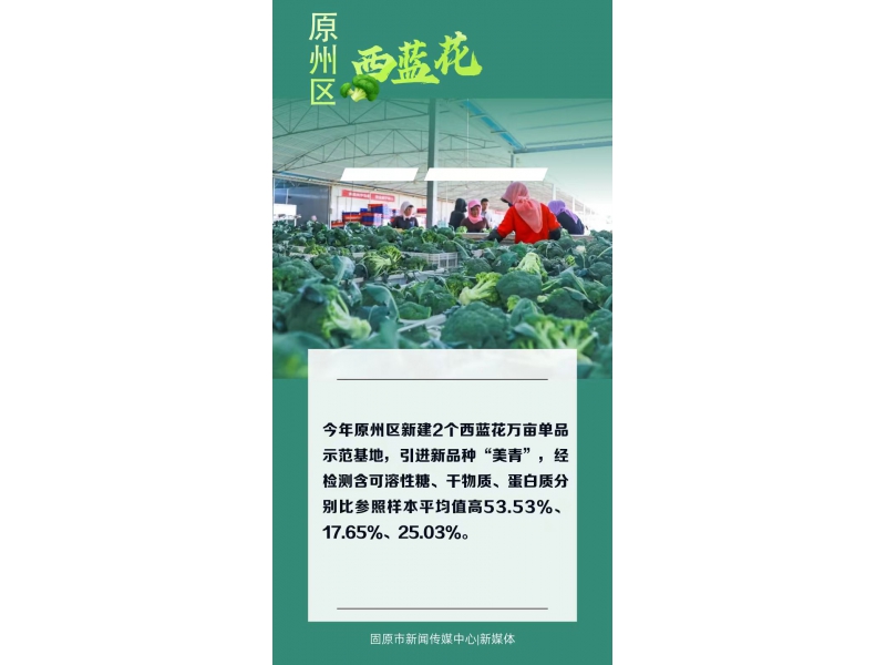 宁夏固原市原州区西蓝花,只要一口就爱上它