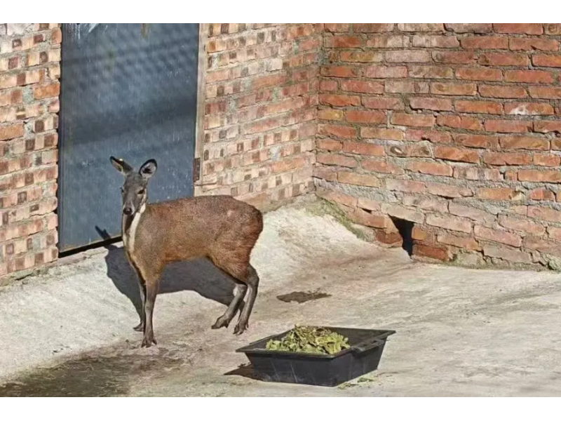 宝鸡凤县丨税护麝业助合规 诚信筑基促发展