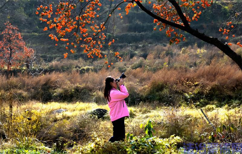 摄影师正在柿子树下进行拍摄。_proc.jpg